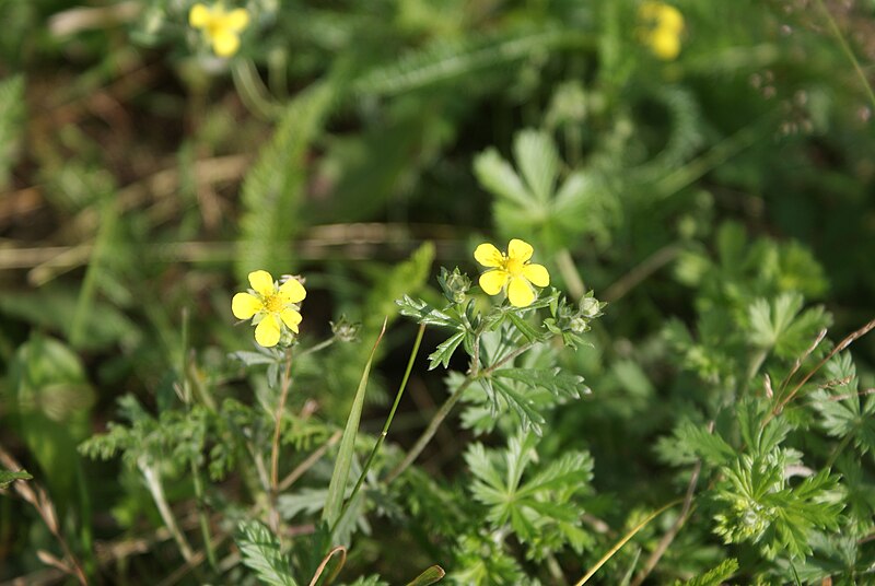 File:Potentilla argentea.jpg