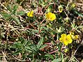 Potentilla heptaphylla habitus with leaves and inflorescense, Photo by Kristian Peters