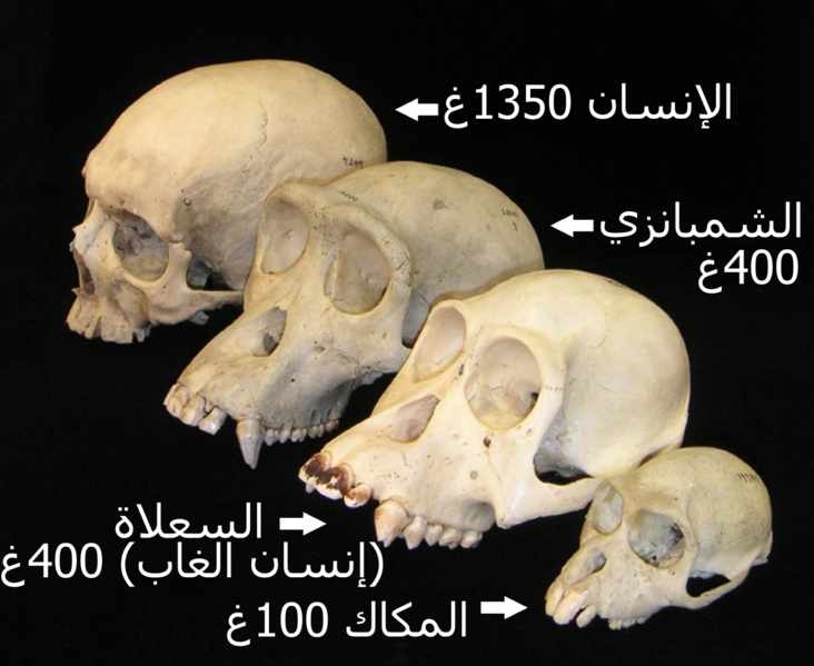 File:Primate skull series with legend cropped-ar.png