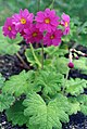 Primula heucherifolia