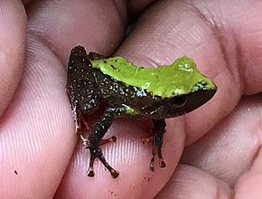 A kép leírása Pristimantis acerus 26589924 (kivágva) .jpg.