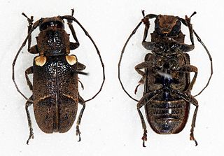 <i>Prosoplus</i> Genus of beetles