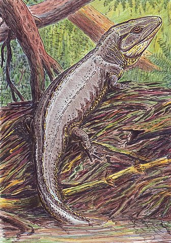 Proterogyrinus, a Carboniferous amphibian (non-amniote tetrapod)