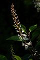 Prunus lusitanica B.jpg