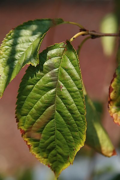 File:Prunus x Snofozam 1zz.jpg