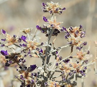 <i>Psorothamnus emoryi</i> Species of legume