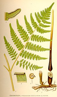 Pteridium aquilinum nf.jpg