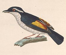 Pteruthius flaviscapis of Java Pteruthius flaviscapis 1838.jpg