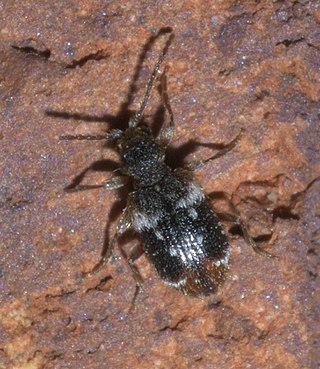 <i>Ptinus bimaculatus</i> Species of beetle