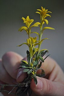 <i>Puccinia monoica</i> species of fungus