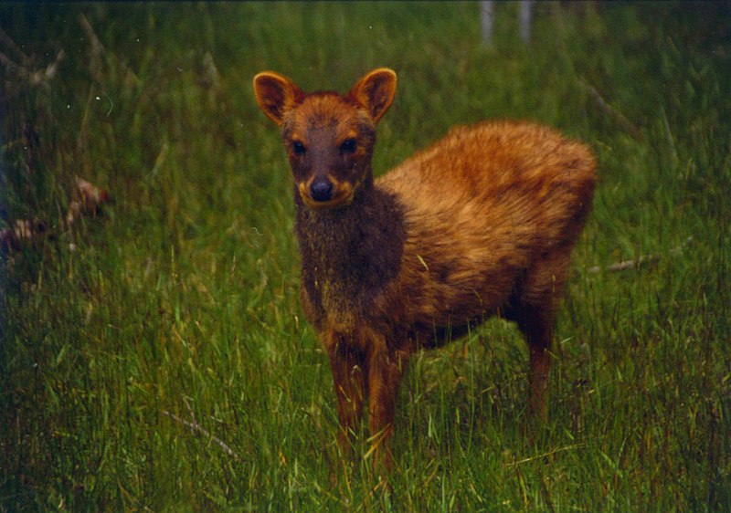 File:Pudu puda 04.jpg