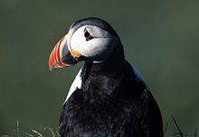 Rost has the largest seabird colonies along the Norwegian coast, including colonies of puffins. Puffin2-1.jpg