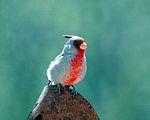 Ökenkardinal (Cardinalis sinuatus), hane