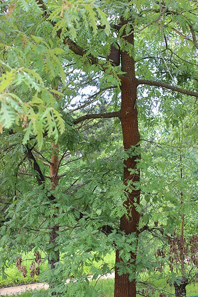 File:Quercus pyrenaica BotGardBln 20170610 E.jpg