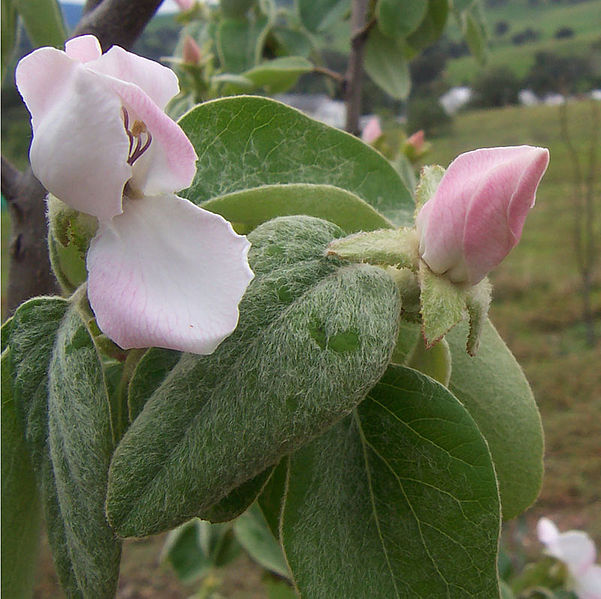 File:Quince flowers.jpg