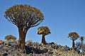 Quiver tree forest, Aloe rozsochatá - Namibie - panoramio.jpg