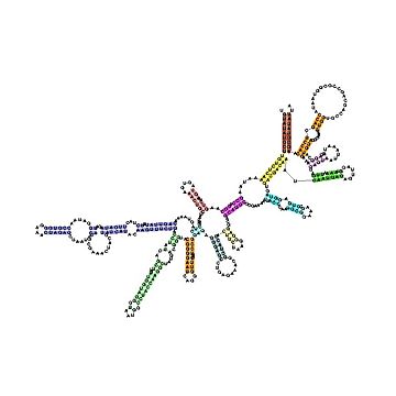 Ribosomale RNA