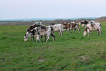 fotografie představující telata a jalovice normanského plemene na výkrmové pastvině