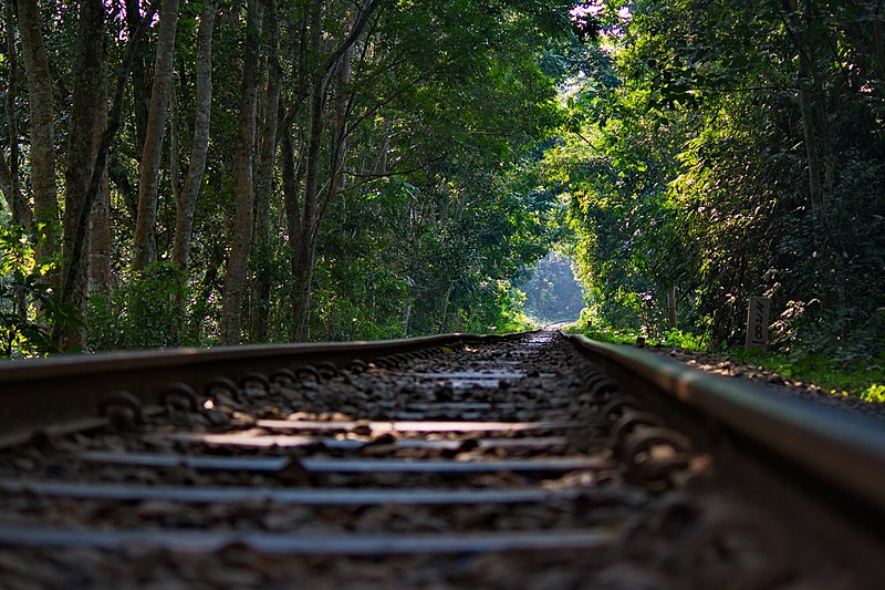 File:Railway through the forest.jpg