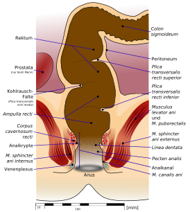Схема поперечного сечения прямой кишки и ануса, наружного и внутреннего сфинктеров, кавернозных тел