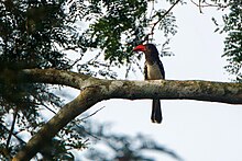 Red-billed Dwarf Hornbill - Bobiri - Ghana 14 S4E3165 (16016185558).jpg