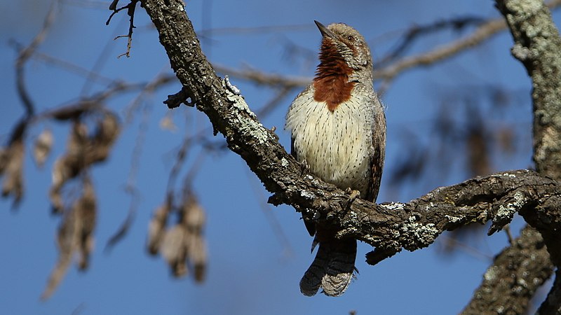 File:Red-throated Wryneck, Jynx ruficollis at Rietvlei Nature Reserve, Gauteng, South Africa (35108241401).jpg