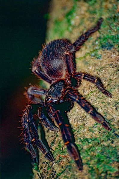 File:Red Skeleton Tarantula (Ephebopus rufescens) (10384372273).jpg