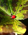 Red berry trapped in a leaf (4139079981).jpg