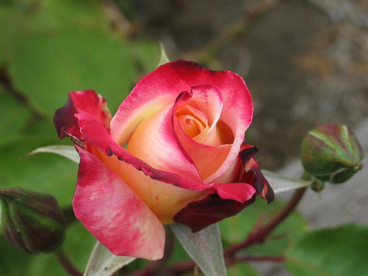 File:Flower Bud.JPG - Wikimedia Commons