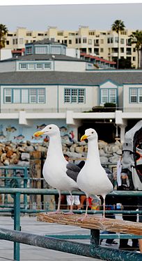 Two Herring Gulls (Larus argentatus) at Redondo Beach's King Harbor Marina & Pier - California, U.S.A.