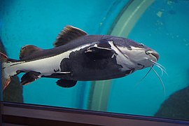 Redtail catfish (Phractocephalus hemioliopterus) (15594456228).jpg