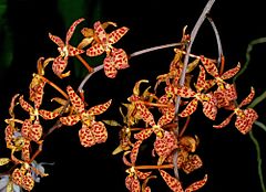 Description de l'image Renanthera monachica Orchi 053-1.jpg.