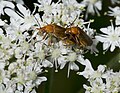 Rhagonycha fulva