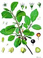 Rhamnus frangula - Köhler–s Medizinal-Pflanzen-120.jpg