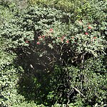 Rododendron arboreum. 
 jpg
