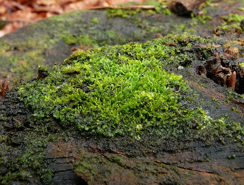 File:Riccardia palmata 150308.jpg