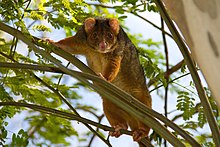 Ringtail Possum Growth Chart