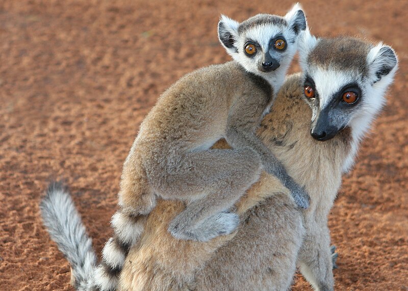 File:Ringtailed Lemurs in Berenty.jpg