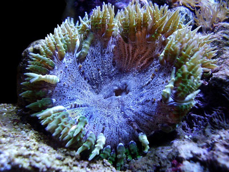 File:Rock Flower Anemone.jpg