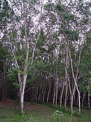 Rubber_tree_plantation.JPG