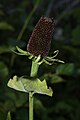 Rudbeckia occidentalis