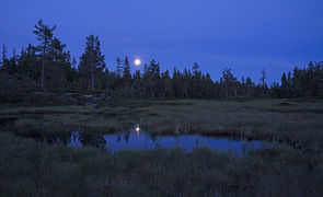 Sommernatt med fullmåne over myrene nordvest for utsiktspunktet på Rundkollen naturreservat.