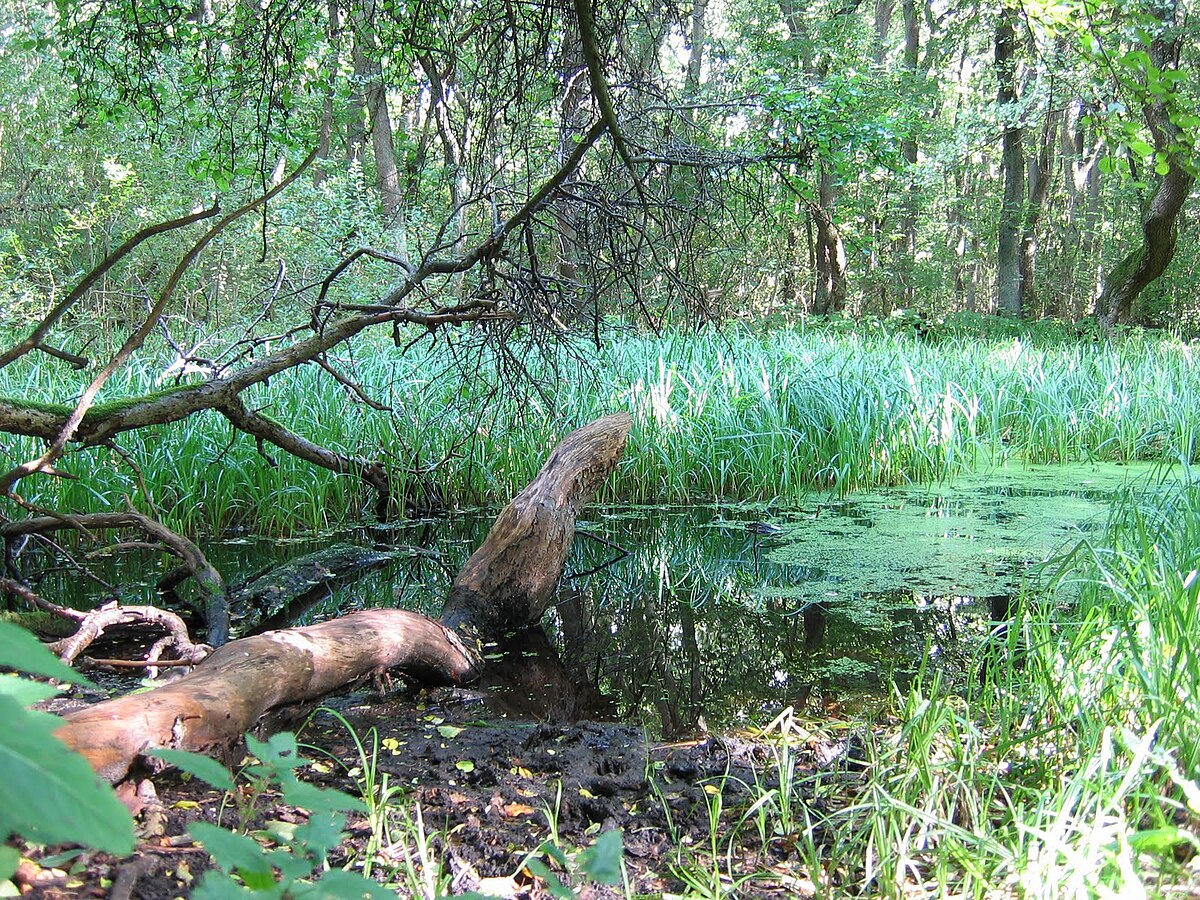 Rya Skog Wikipedia