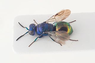 <i>Omalus biaccinctus</i> Species of wasp