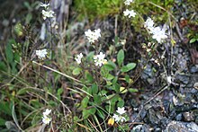 SP105615 Myosotis brockiei subsp. brockiei L.B.Moore & M.J.A.Simpson WELT Te Papa 1592422 400208.jpg