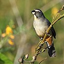 aves De Argentina