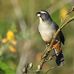 Зернолуск сірий (Saltator coerulescens)