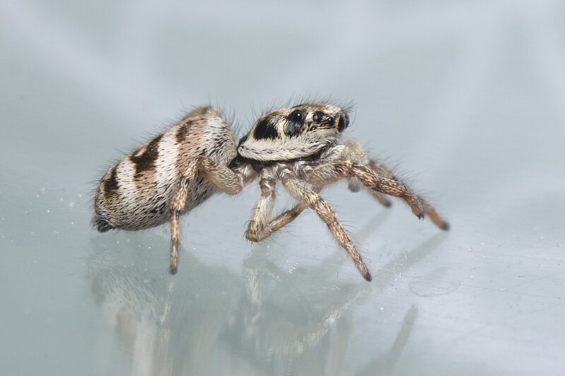 File:Salticus scenicus side view Bytom.jpg