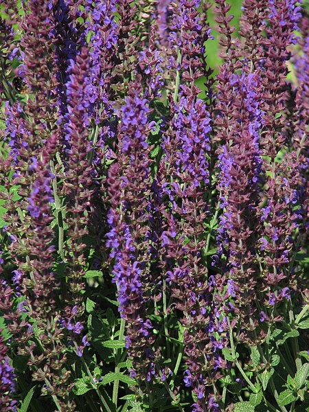 File:Salvia 'Ostfriesland' 02.JPG