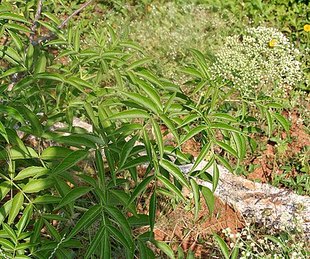 Sambucus canadensis W IMG 3149.jpg